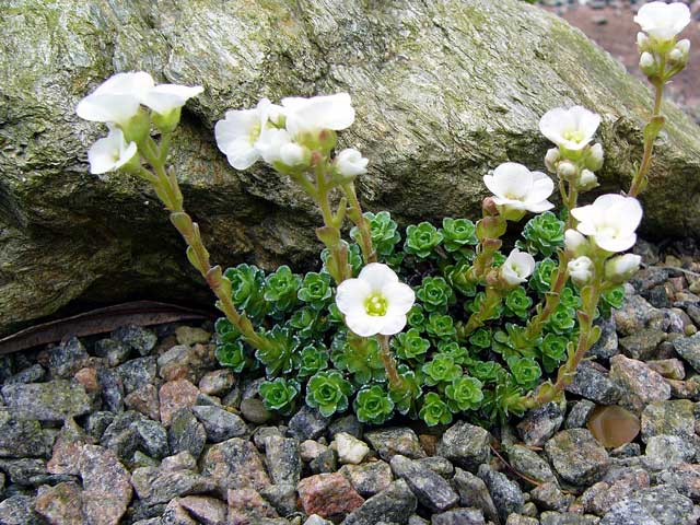 Saxifraga marginata 'Bedrich Smetana'